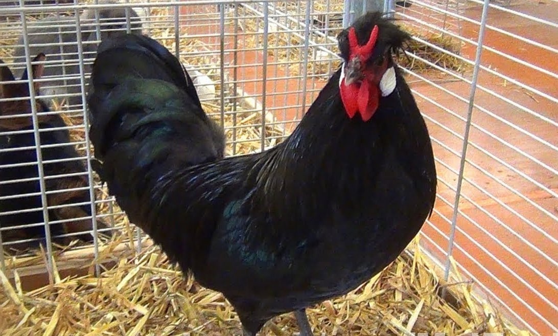 La poule du Merlerault à l’honneur les 13 et 14 novembre au Parc Anova