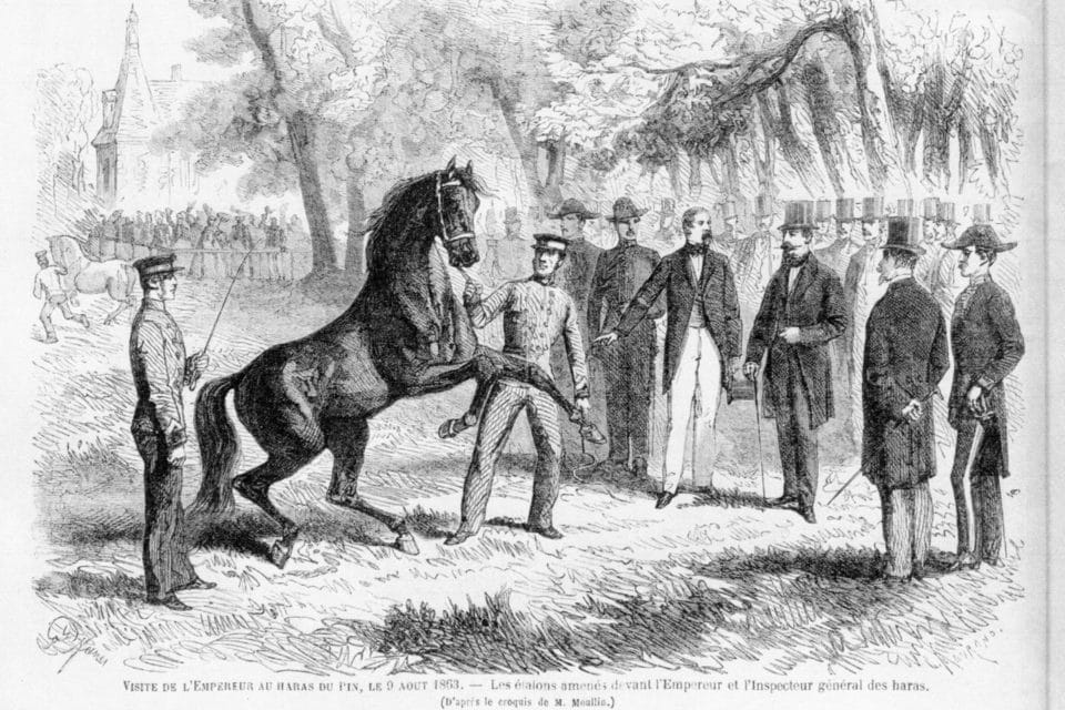 Mariel Oberthur retrace l’histoire du Merlerault, un cheval de terroir